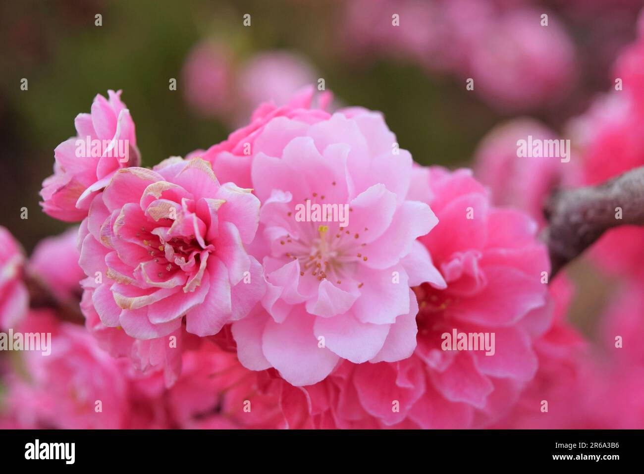 Abbracciate la serenità della natura con questa incantevole foto di fiori rosa. La luce solare soffusa bagna delicati fiori, evocando tranquillità e colori vivaci. Foto Stock