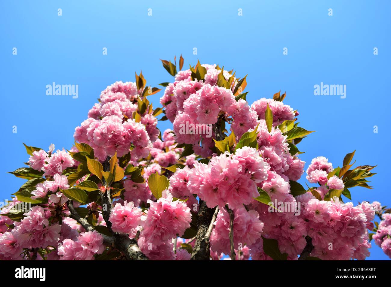 Abbracciate la serenità della natura con questa incantevole foto di fiori rosa. La luce solare soffusa bagna delicati fiori, evocando tranquillità e colori vivaci. Foto Stock