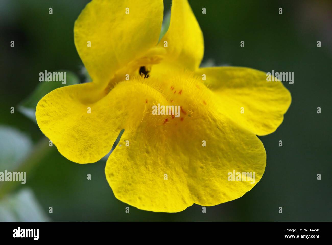 Fiore di scimmia (Mimulus) Foto Stock