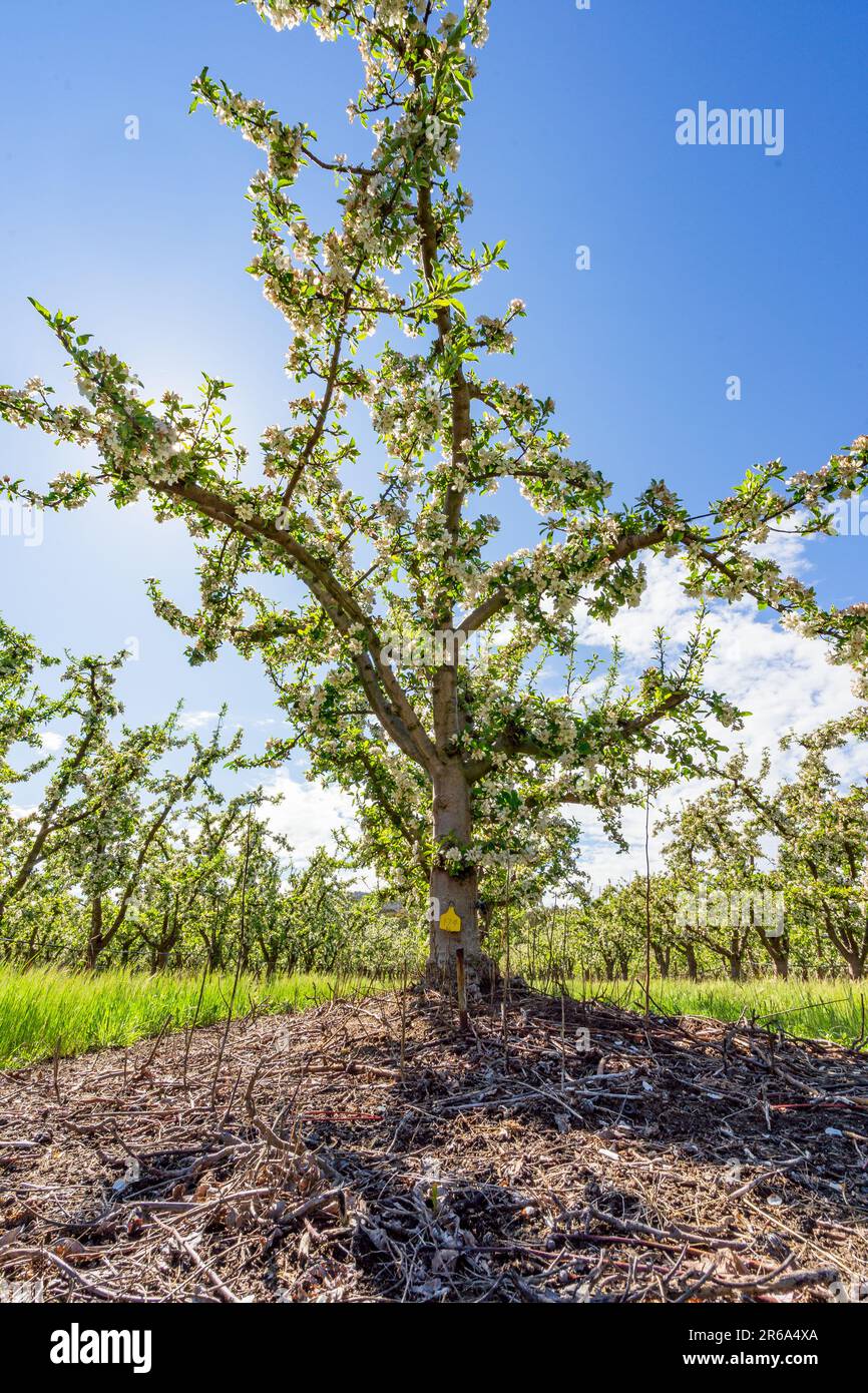 Vista bassa ad angolo degli alberi da frutto in primavera fioriscono in un frutteto di Harcourt, nel Victoria Centrale, Australia. Foto Stock