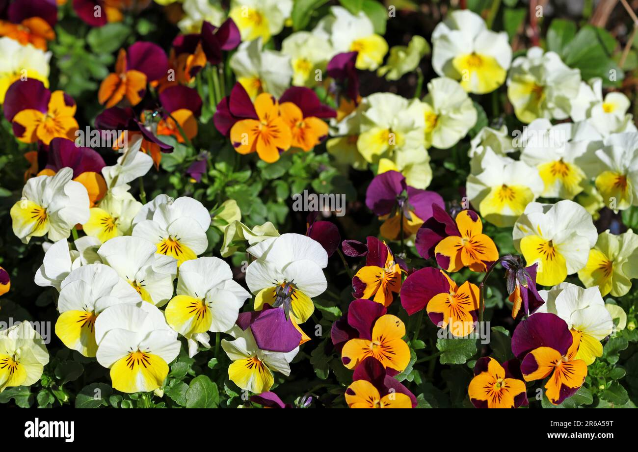 Hornveilchen, cornuta Viola, pantera cornuta, pantera tufted Foto Stock