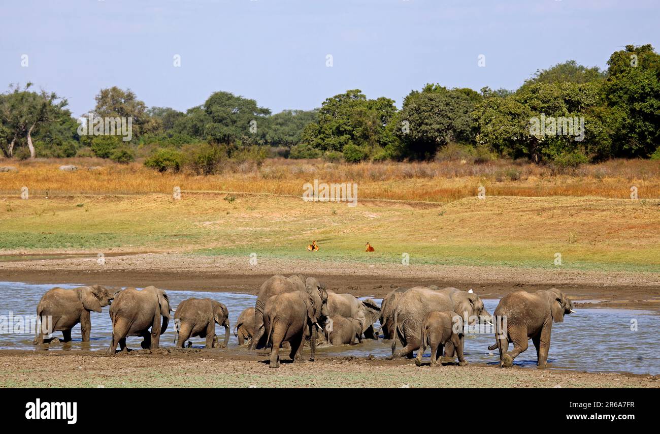 Mandria di elefanti (Loxodonta africana) in un fiume nel Parco Nazionale di Luangwa Sud, Zambia, elefanti in un fiume nel Parco Nazionale di Luangwa Sud, Zambia Foto Stock