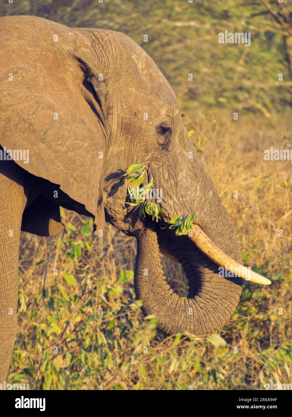 Primo piano di un elefante africano che si nutre con il suo tronco. Foto Stock