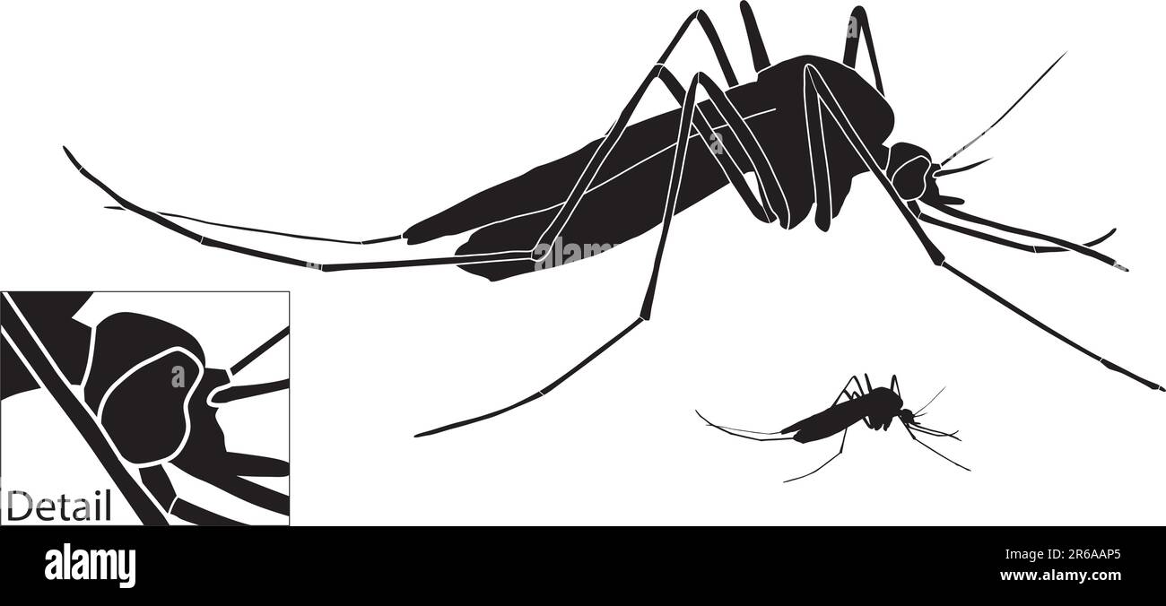 Illustrazione vettoriale di una zanzara con contorno di base inclusa Illustrazione Vettoriale