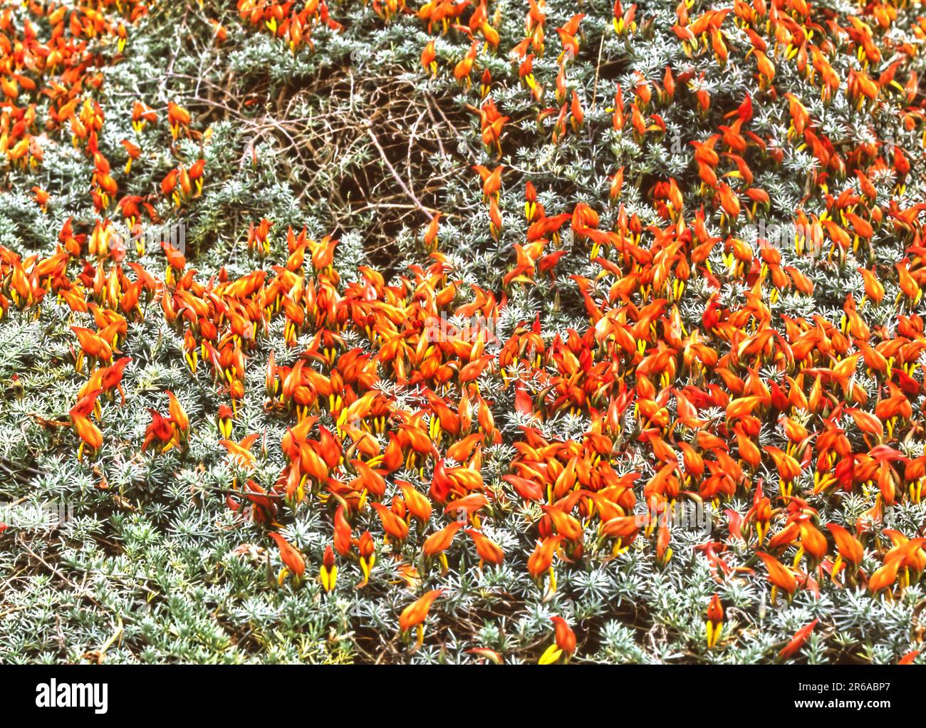 Lotus bertelottii pianta di copertura endemica alle isole Canarie di Spagna, fiore della famiglia piselli Foto Stock