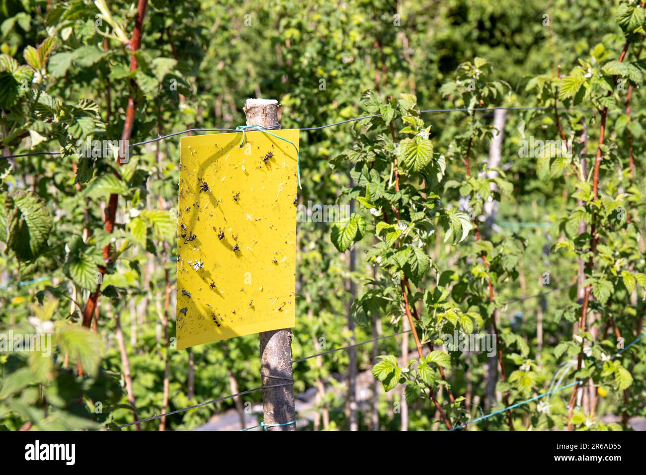 Pannello di trappola per colla di insetti volanti adesivo giallo appeso al campo di piante di lamponi in primavera all'aperto. Concetto di controllo dei parassiti dell'agricoltura. Foto Stock