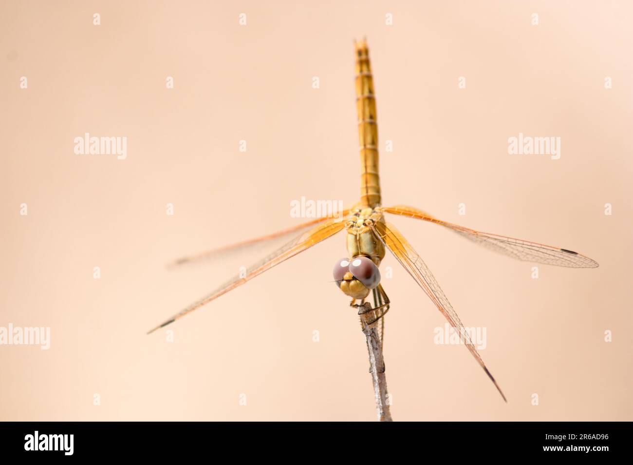 Giovane esemplare di una libellula del tipo Trithemis kirbyi, una specie di odonato anisoptero della famiglia Libellulidae, originaria dell'Africa, a sud Del A. Foto Stock