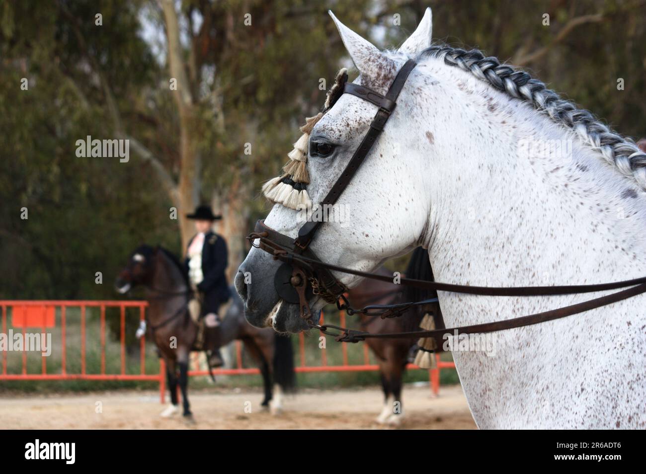 Immagine della testa di un cavallo grigio che partecipa ad una mostra di equitazione con il suo pilota Foto Stock
