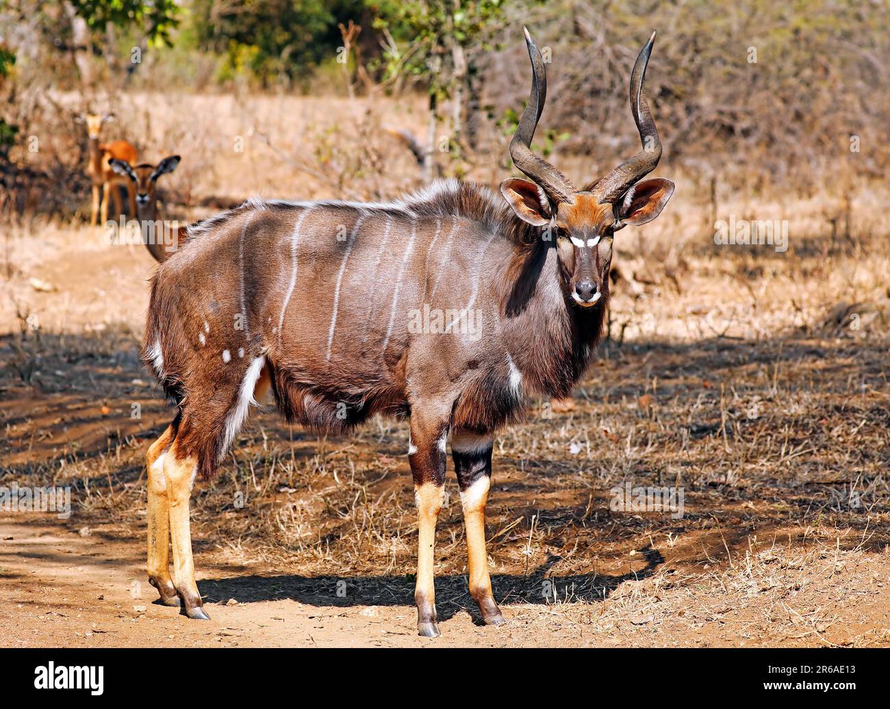 Nyala, maschio, Riserva Naturale di Majete, Malawi, (Nyala angasi) Foto Stock