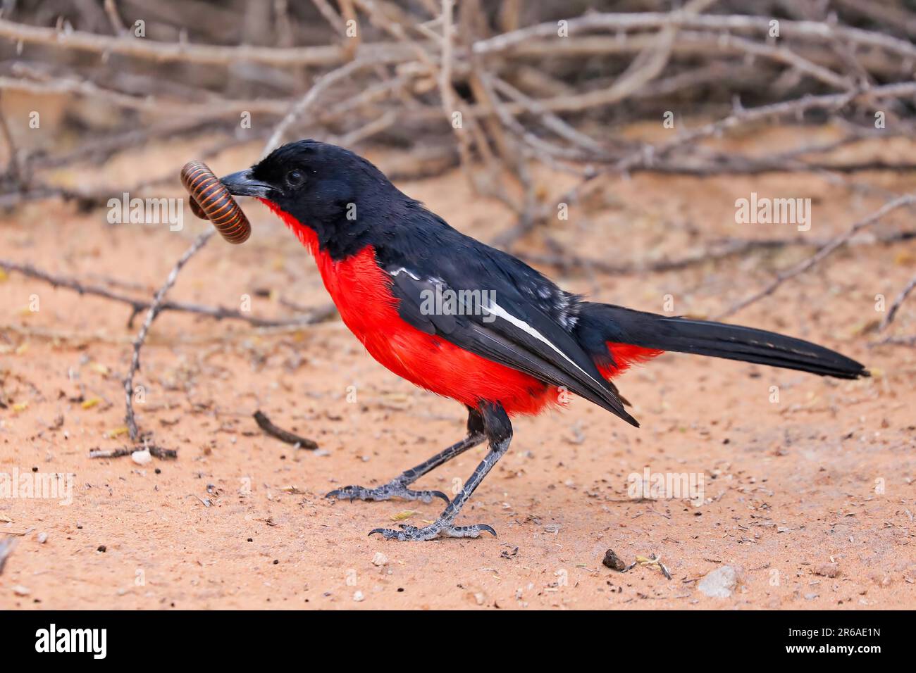 Gamberetto di Crimson (Laniarius atrococcineus) con un milipede gigante, Kgalagadi Transfrontier National Park, Sudafrica Foto Stock