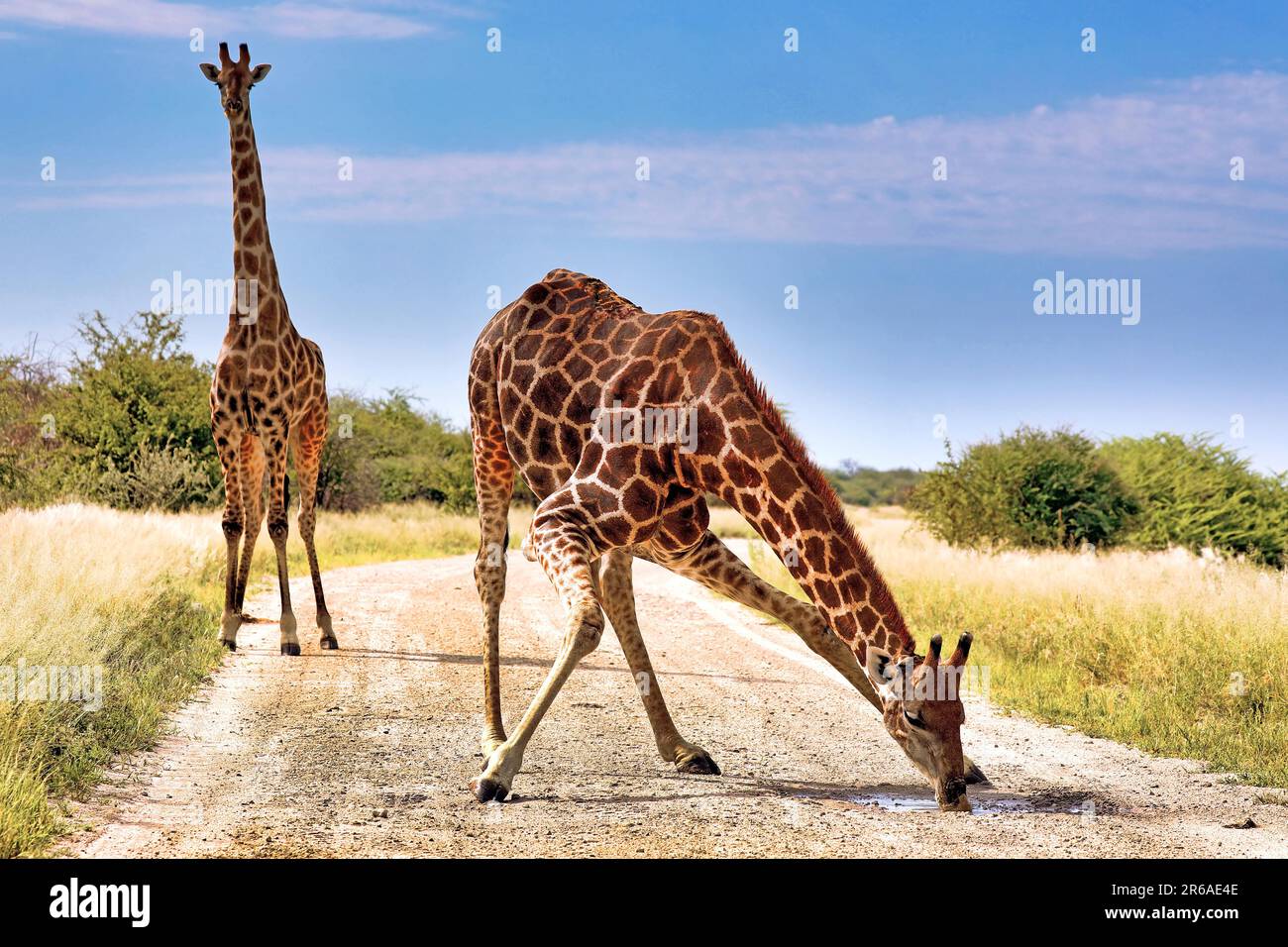 Giraffe (Giraffa camelopardalis) beim Trinken an der Strasse, Etosha-Nationalpark, Namibia Foto Stock