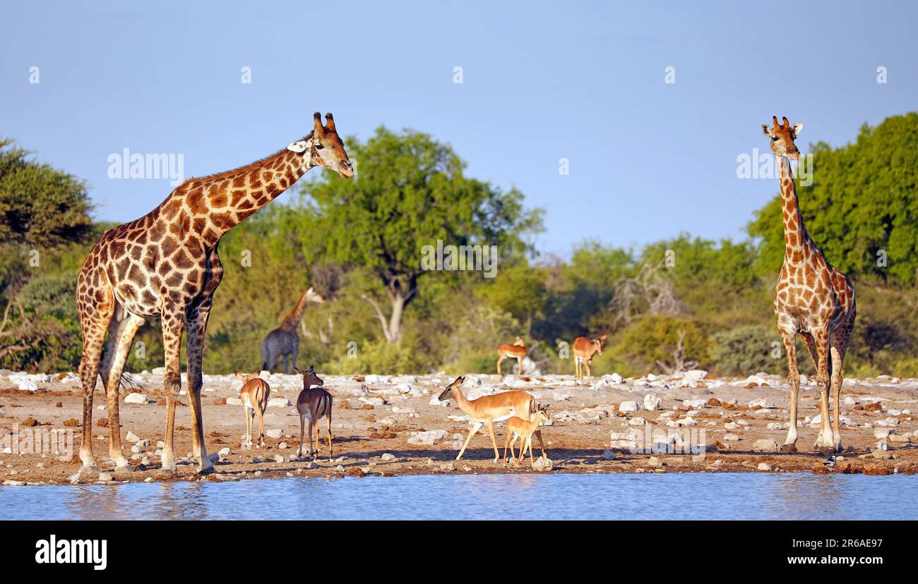 Trinkende Giraffe (Giraffa camelopardalis), Etosha-Nationalpark, Namibia Foto Stock