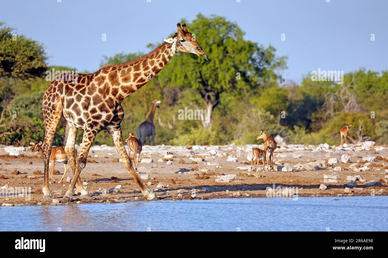 Trinkende Giraffe (Giraffa camelopardalis), Etosha-Nationalpark, Namibia Foto Stock