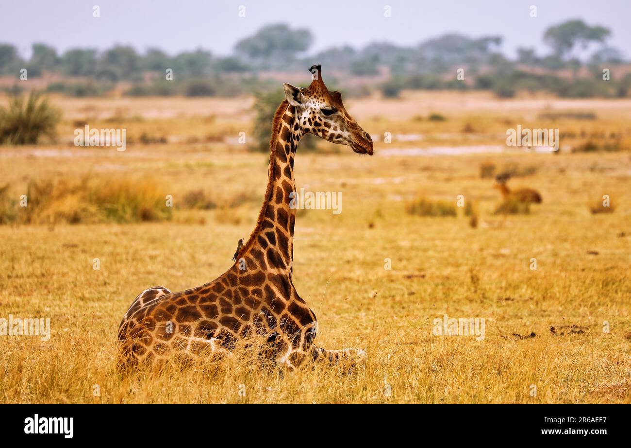 Sitzende ugandische Giraffe (Giraffa camelopardalis rothschildi), Parco Nazionale delle Cascate di Murchison Uganda Foto Stock