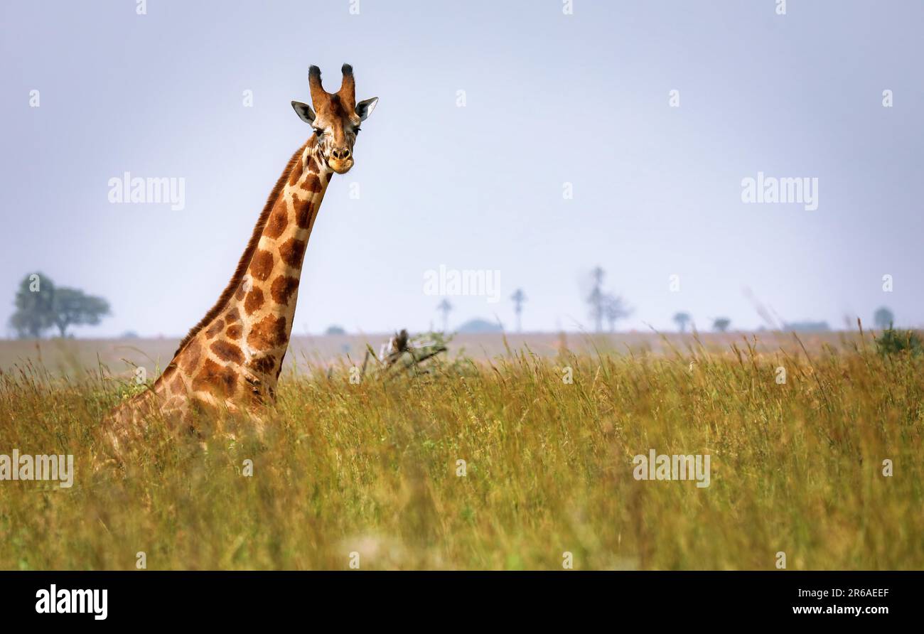 Sitzende ugandische Giraffe (Giraffa camelopardalis rothschildi), Parco Nazionale delle Cascate di Murchison Uganda Foto Stock
