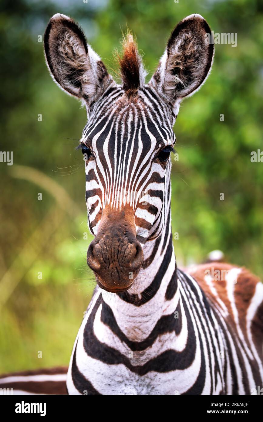 Zebra (Equus quagga) im Parco Nazionale del Lago Mburo in Uganda Foto Stock