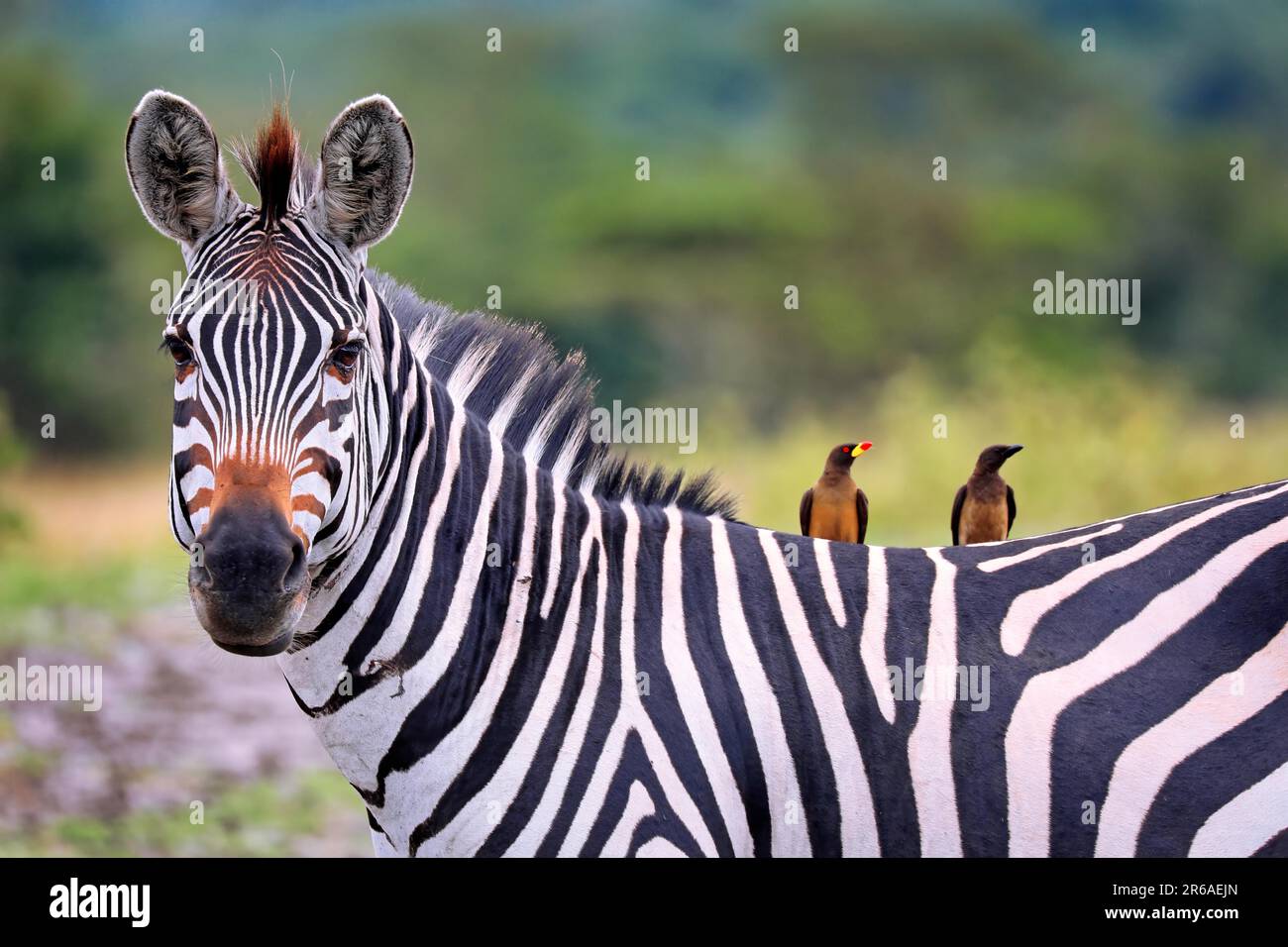 Zebra (Equus quagga) im Parco Nazionale del Lago Mburo in Uganda Foto Stock