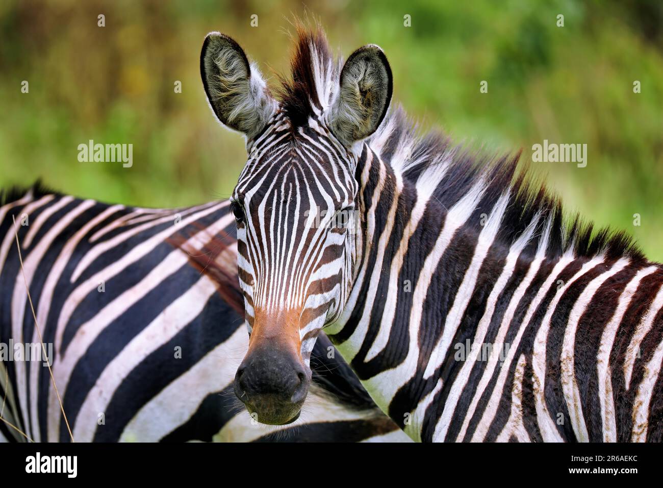 Zebra (Equus quagga) im Parco Nazionale del Lago Mburo in Uganda Foto Stock