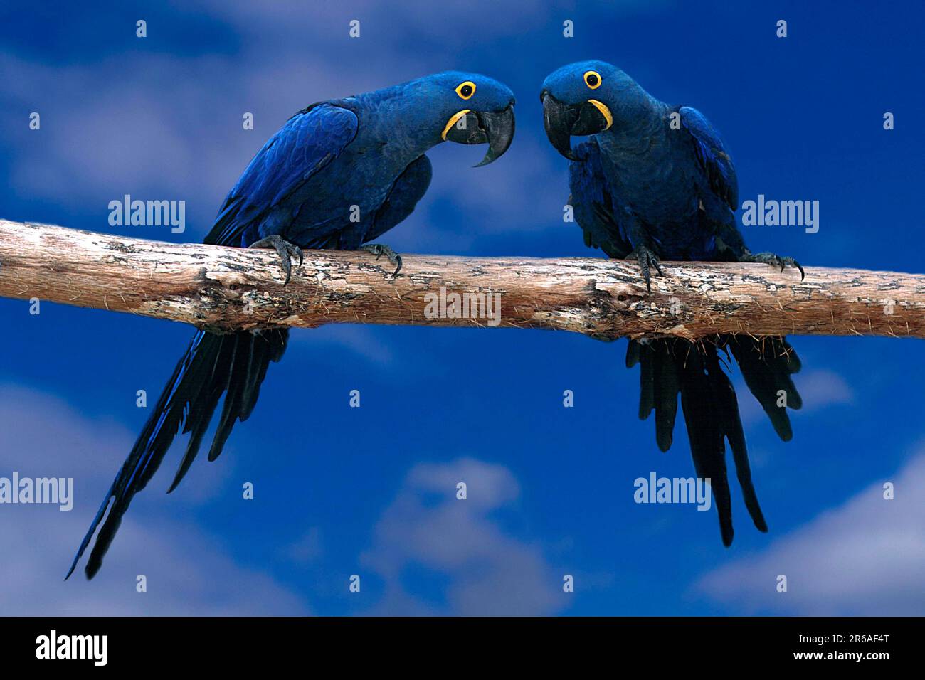 Hyacinth Macaws (Anodorhynchos hyacinthinus), Hyazintharas, [Suedamerika, sudamerica, Vogel, Voegel, uccelli, Aras, macaws, Papageien, pappagalli Foto Stock