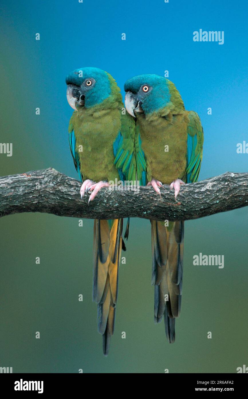 Macaws dalla testa blu (Ara couloni), Blaukofaras, Gebirgsaras, [Aras, macaws, Papageien, pappagalli, Vogel, Voegel, uccelli, Suedamerika, Sud america Foto Stock