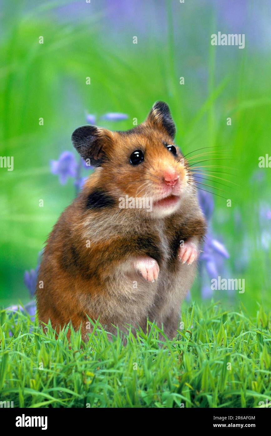 Criceto siriano o dorato (Mesocricetus auratus) Foto Stock