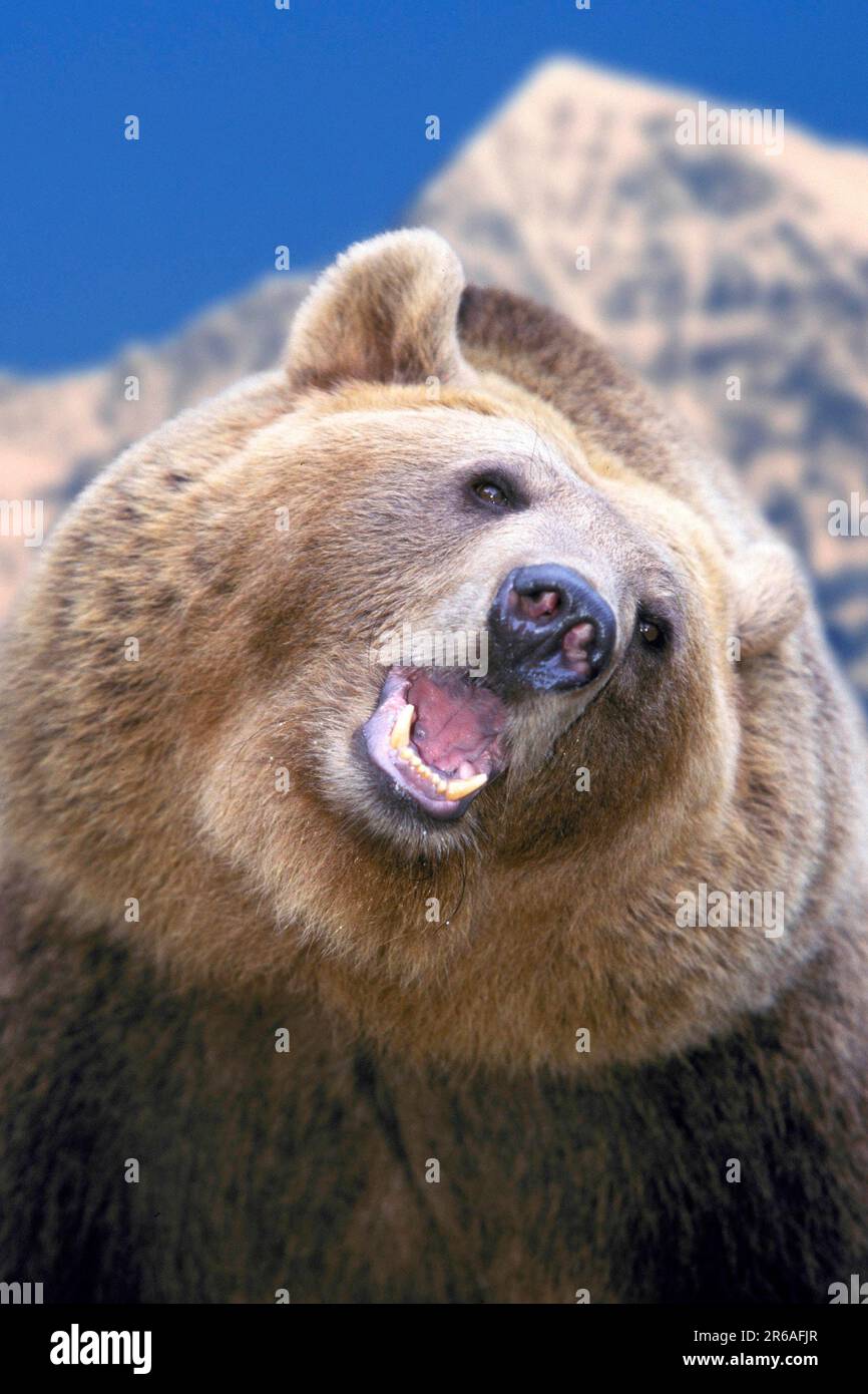 Orso bruno europeo (Ursus arctos) (Europa) (orso bruno) (orsi) (animali) (all'aperto) (testa) (ritratto) (ritratto) (adulto) (pericoloso) (pericolo) Foto Stock
