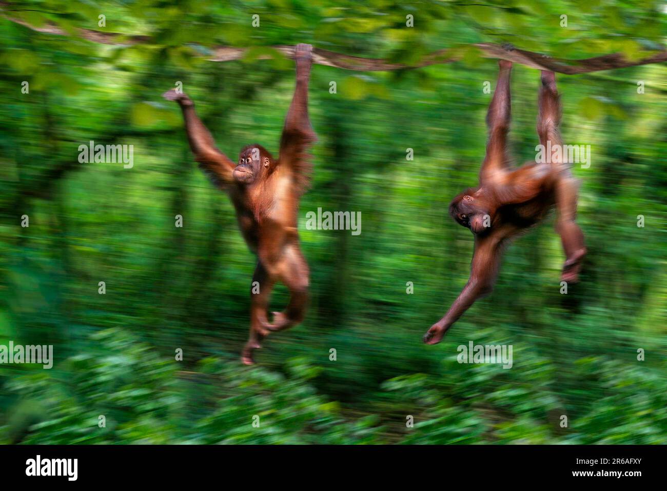 Giovani orangutani Sumatran arrampicata (Pango pygmaeus abelii), orangutani Sumatran, giovani animali brilli Foto Stock