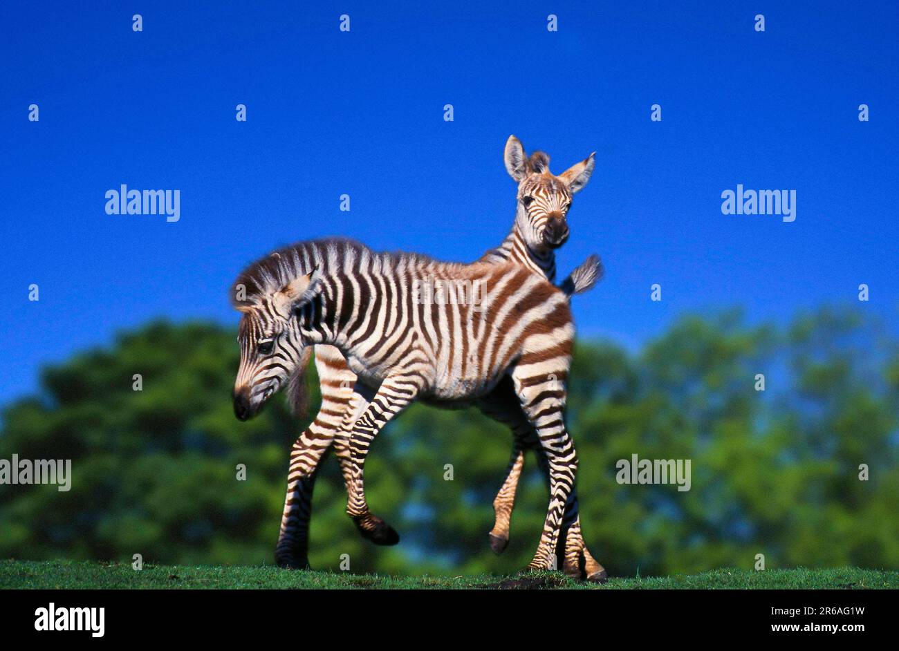 Gran zebre, nemici, giocare (Equus quagga boehmi), Boehmzebras, Grantzebras, Fohlen, spielend, [Afrika, africa, animali, aussen, all'aperto, gallina Foto Stock