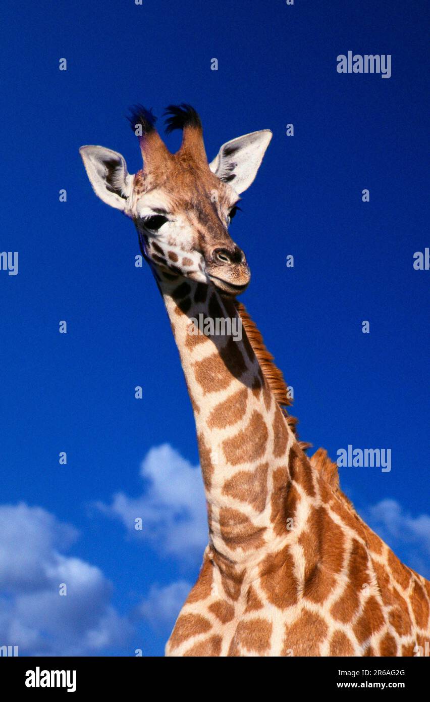 Giraffa giovane (Giraffa camelopardalis), giraffa, giovane animale, animali, fuori, esterno, ritratto, ritratto, amichevole, mammiferi, mammiferi, zoccolati Foto Stock