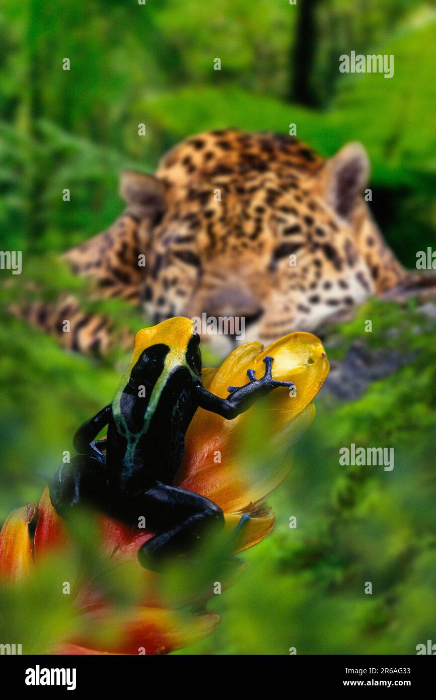 Veleno Arrow Frog (Dendrobates tinctorius) e Jaguar (Panthera onca) Foto Stock