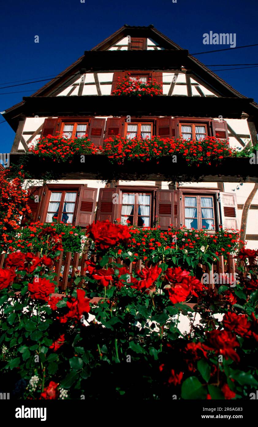 Casa a graticcio con decorazione floreale, Seebach, Alsazia, Francia, Europa, estate, estate, case, verticale Foto Stock