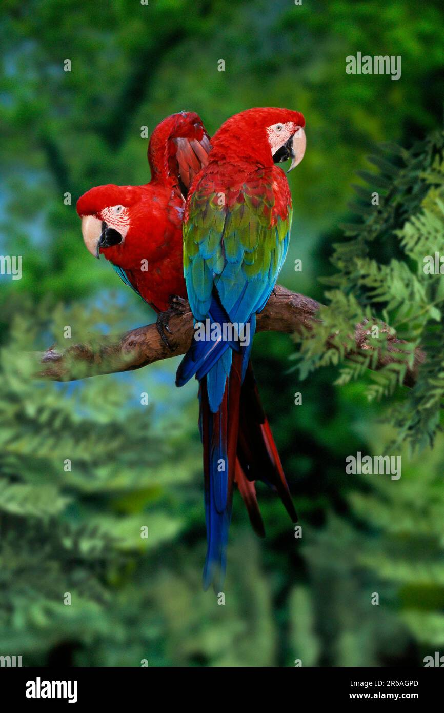 Macaw ad ali verdi (Ara chloroptera), Pair, Dunkelroter Ara, Paar, Gruenfluegelara Foto Stock