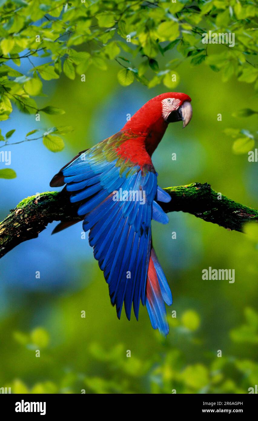 Macaw rosso-e-verde (Ara chloroptera), allungando la sua ala Foto Stock