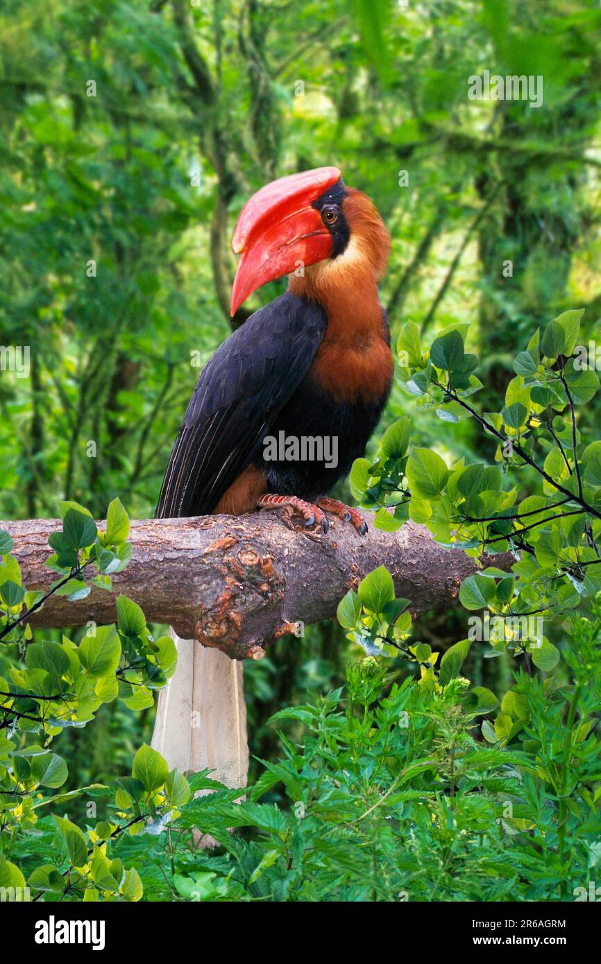 Rosso Hornbill, maschio (Buceros hydrocorax hydrocorax) Foto Stock