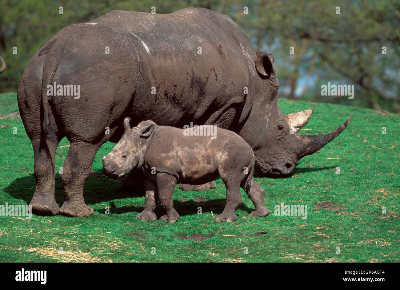 Rhinoceros bianco (Ceratotherium simum), femmina con giovane, Weisse Nashoerner, Breitmaulnashoerner, Weibchen mit Jungtier, [Afrika, africa Foto Stock