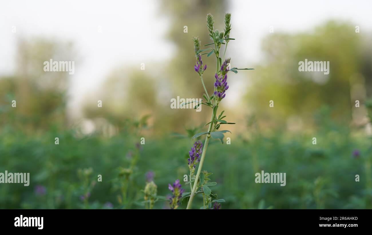 Medicago sativa o Alfalfa pianta con fiore viola in pascolo. Coprire il concetto di coltivazione di prodotti, foraggi e fieno. Foto Stock