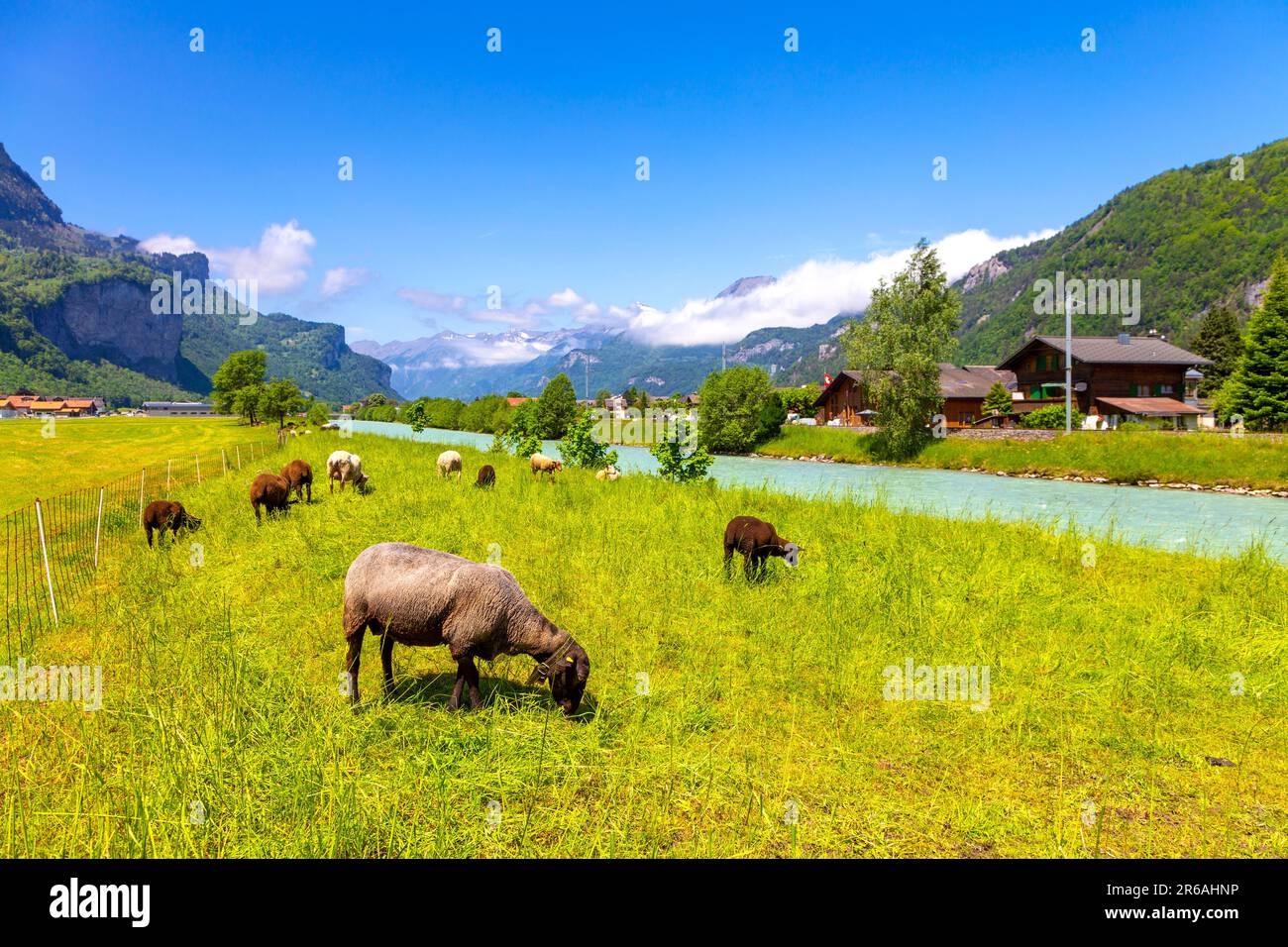 Pecore che pascolano vicino al fiume Aare con Meiringen sullo sfondo, Svizzera Foto Stock