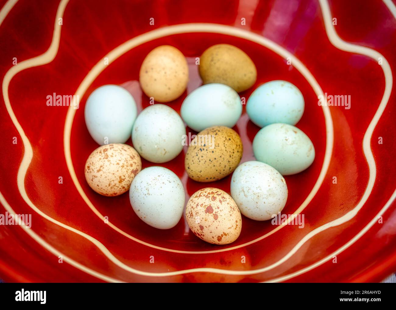 12 uova di quaglia colorate in una ciotola di ceramica Foto Stock