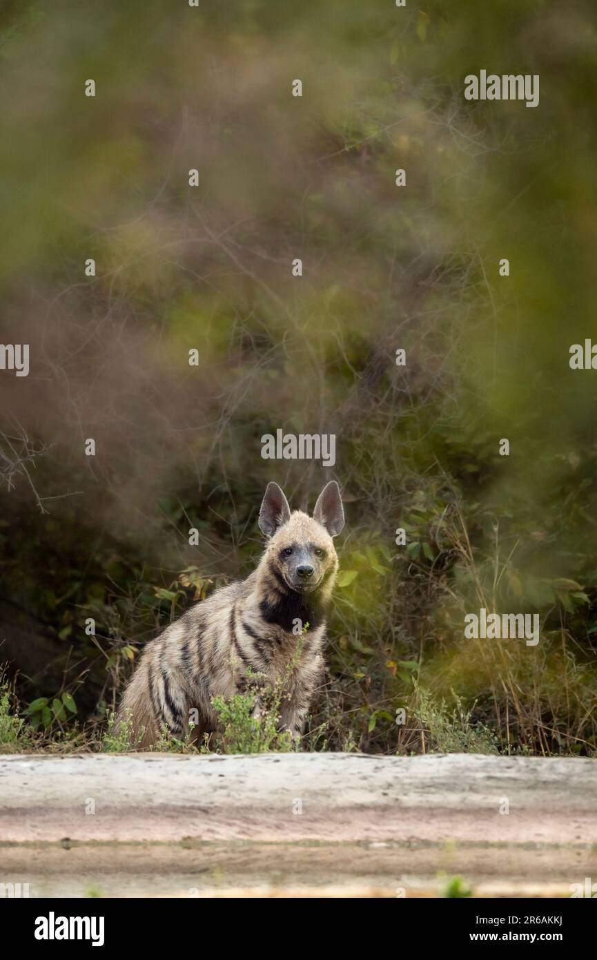 Wild Striped hyena o hyena testa sopra con contatto dell'occhio vicino al waterhole in fondo verde naturale durante il safari all'aperto della giungla in jhalana jaipur Foto Stock