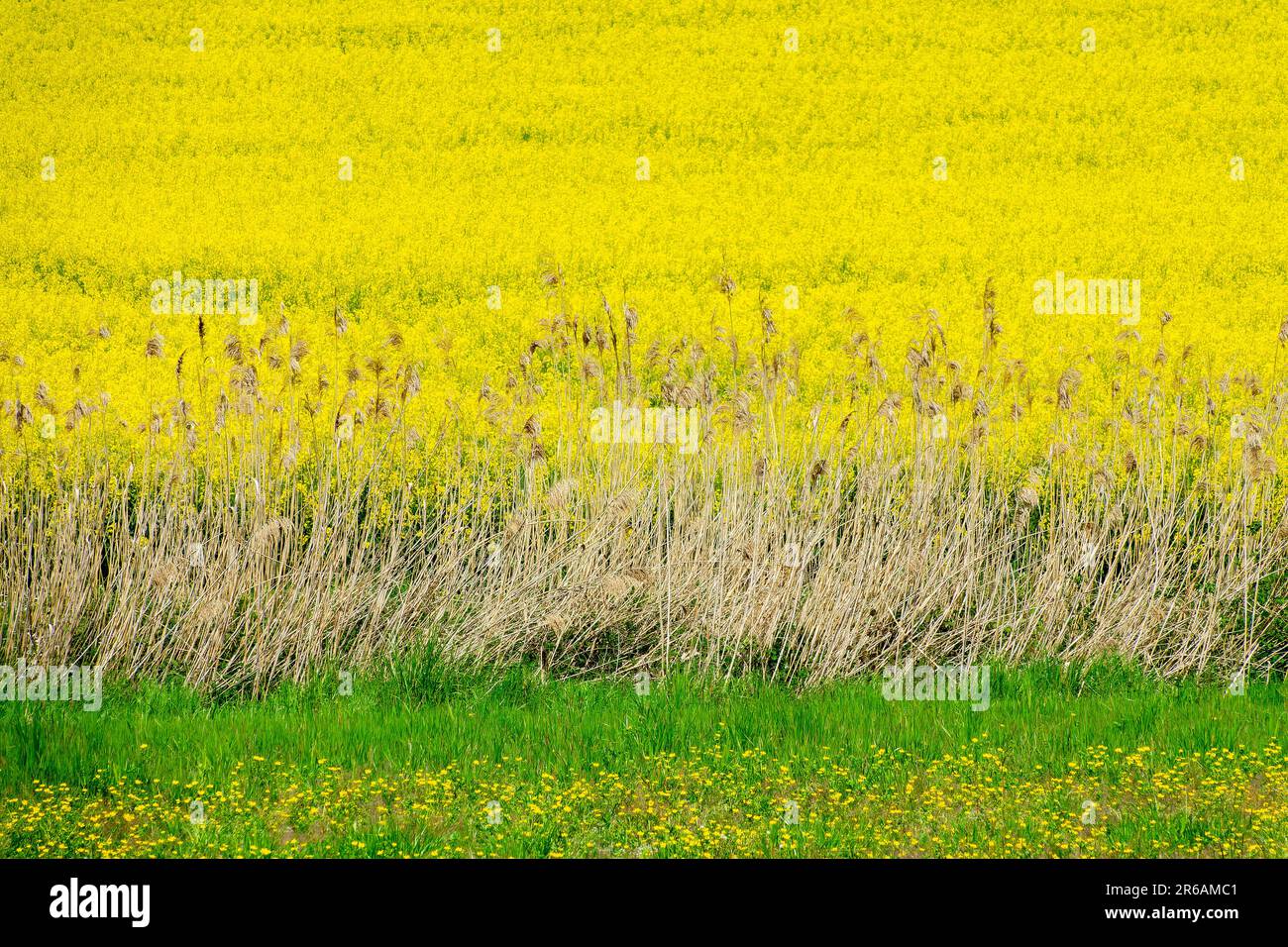 Campo di colza, fiori di colza gialli in primavera Foto Stock