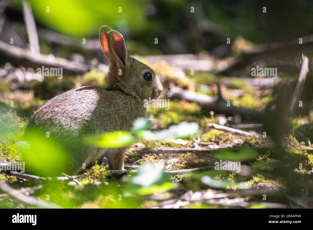 Giovane coniglio selvatico isolato nei boschi Foto Stock