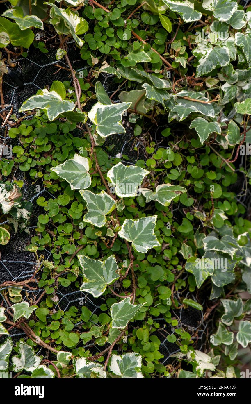 Sydney Australia, edera inglese variegata che cresce sulla parete verticale del giardino Foto Stock