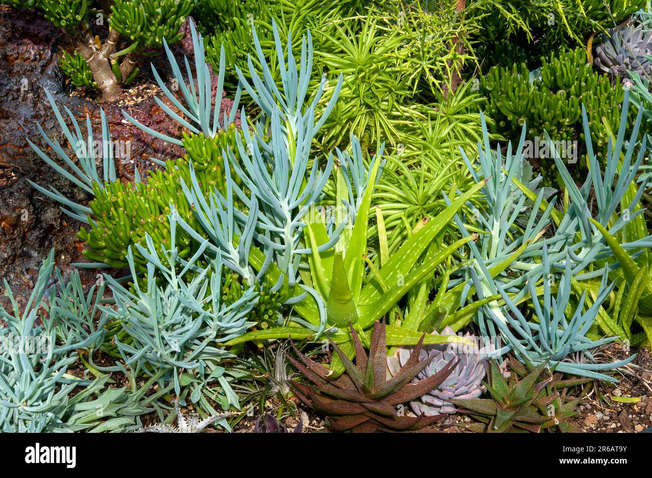 Sydney Australia, vista del succulento giardino con bastoncini blu e varie piante di echeveria e aloe Foto Stock