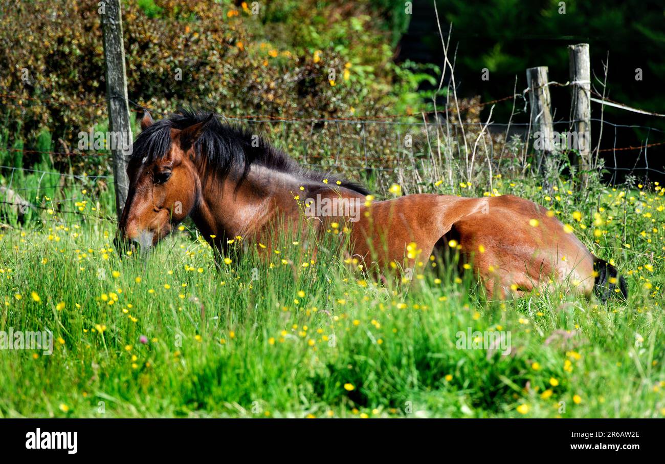 Cavallo marrone disteso su erba verde e rilassante Foto Stock