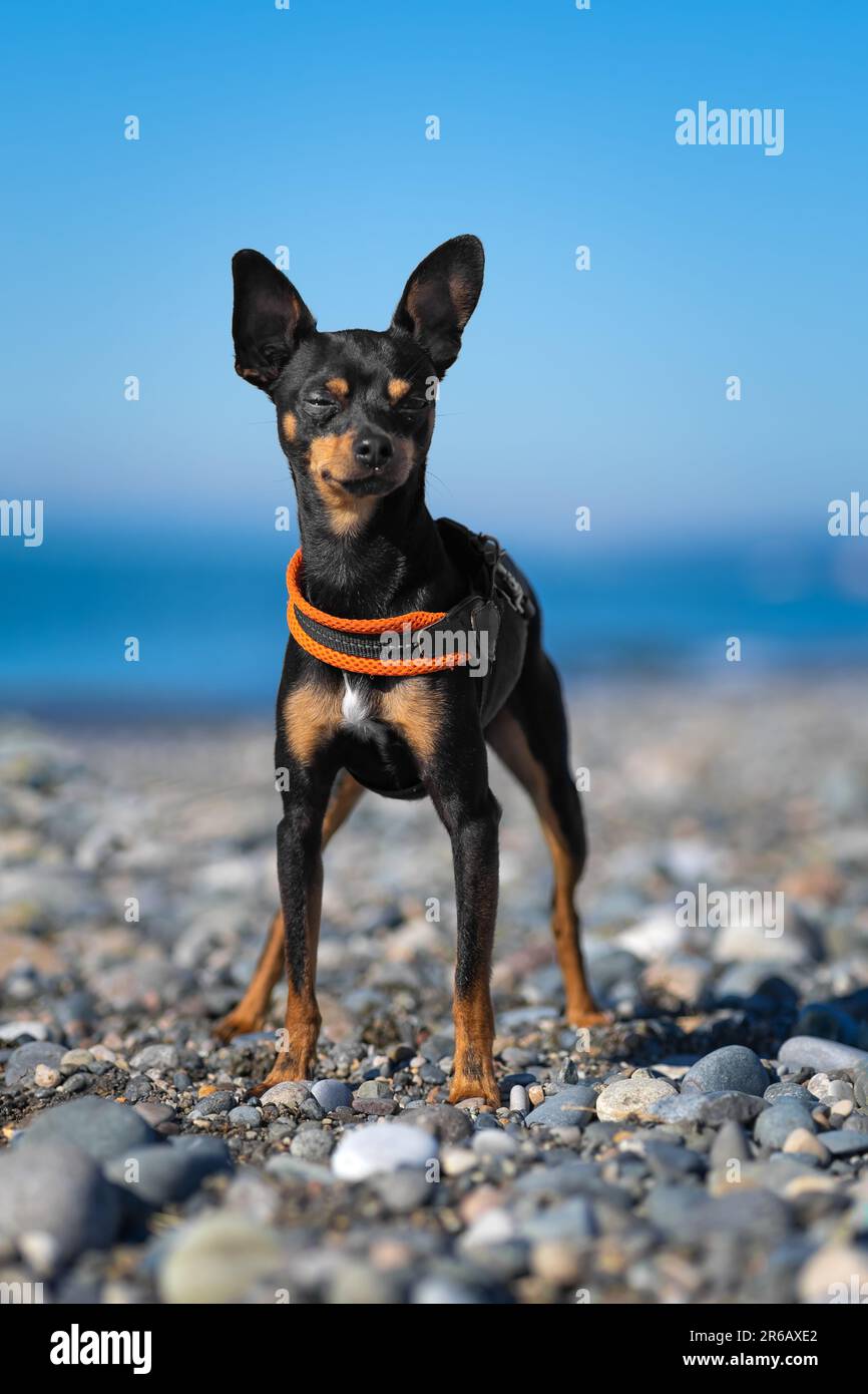 Bel cane nero e tan della razza russa Toy Terrier posa sulla spiaggia sullo sfondo del mare in una giornata di sole. Foto verticale Foto Stock