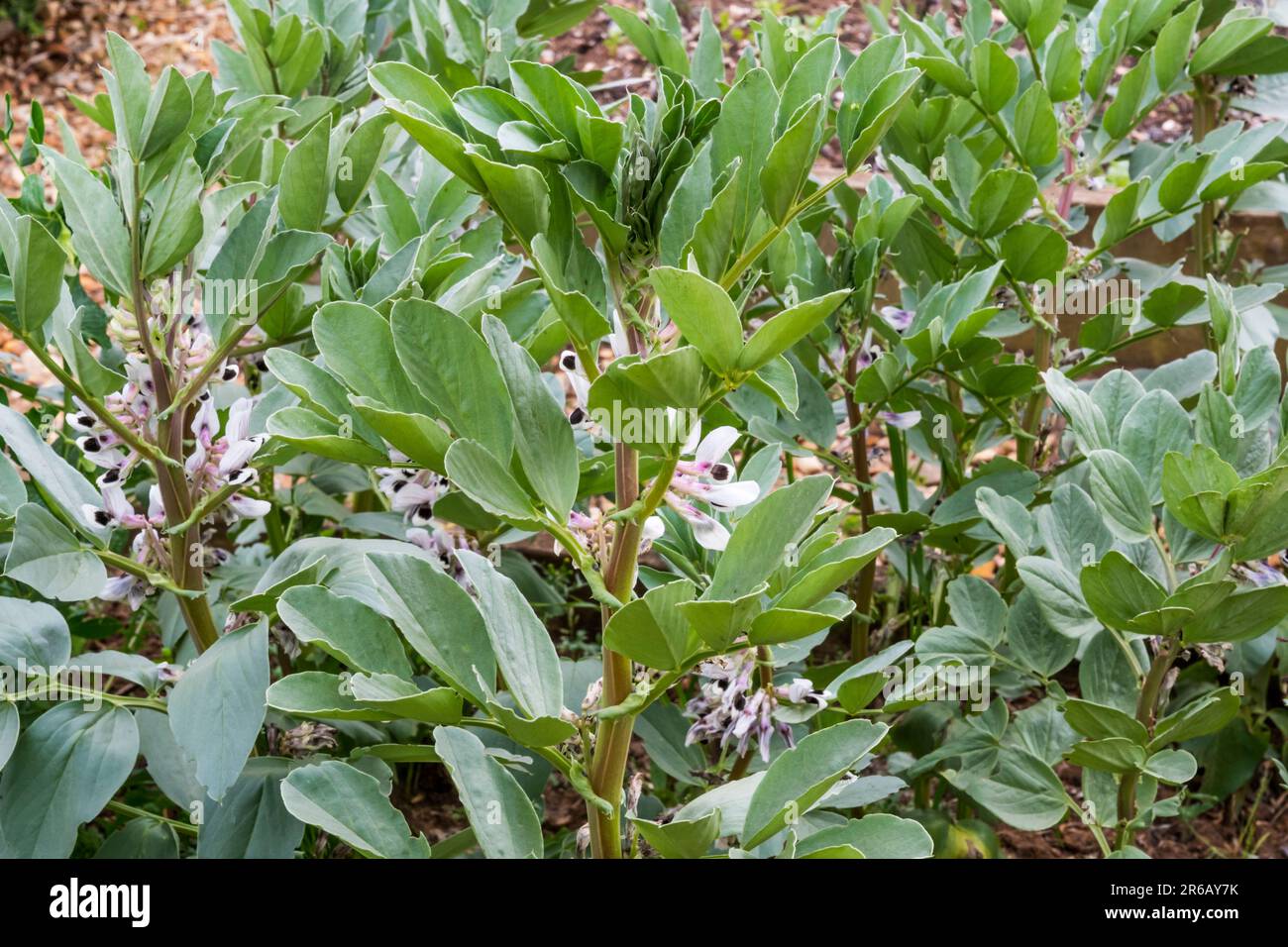 Coltivazione di fave, Vicia faba 'Bunyards Exhibition'. Foto Stock