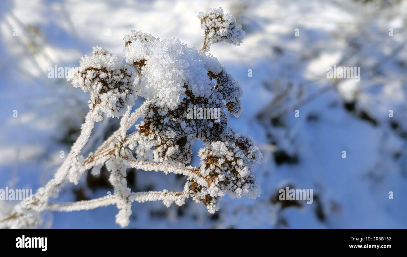 Un'immagine ravvicinata di una foglia gelida con delicati fiori marroni racchiusi in un sottile strato di ghiaccio, scintillanti nella luce Foto Stock