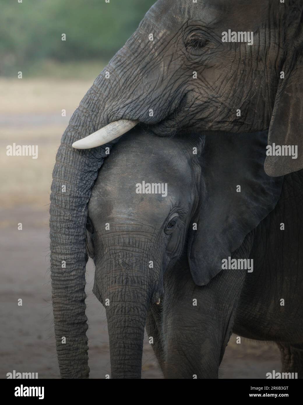 IMMAGINI INTIME mostrano una famiglia di bei giganti gentili appena in tempo per celebrare la Giornata Mondiale degli Elefanti il 12th agosto di quest'anno. Una foto mostra due b Foto Stock