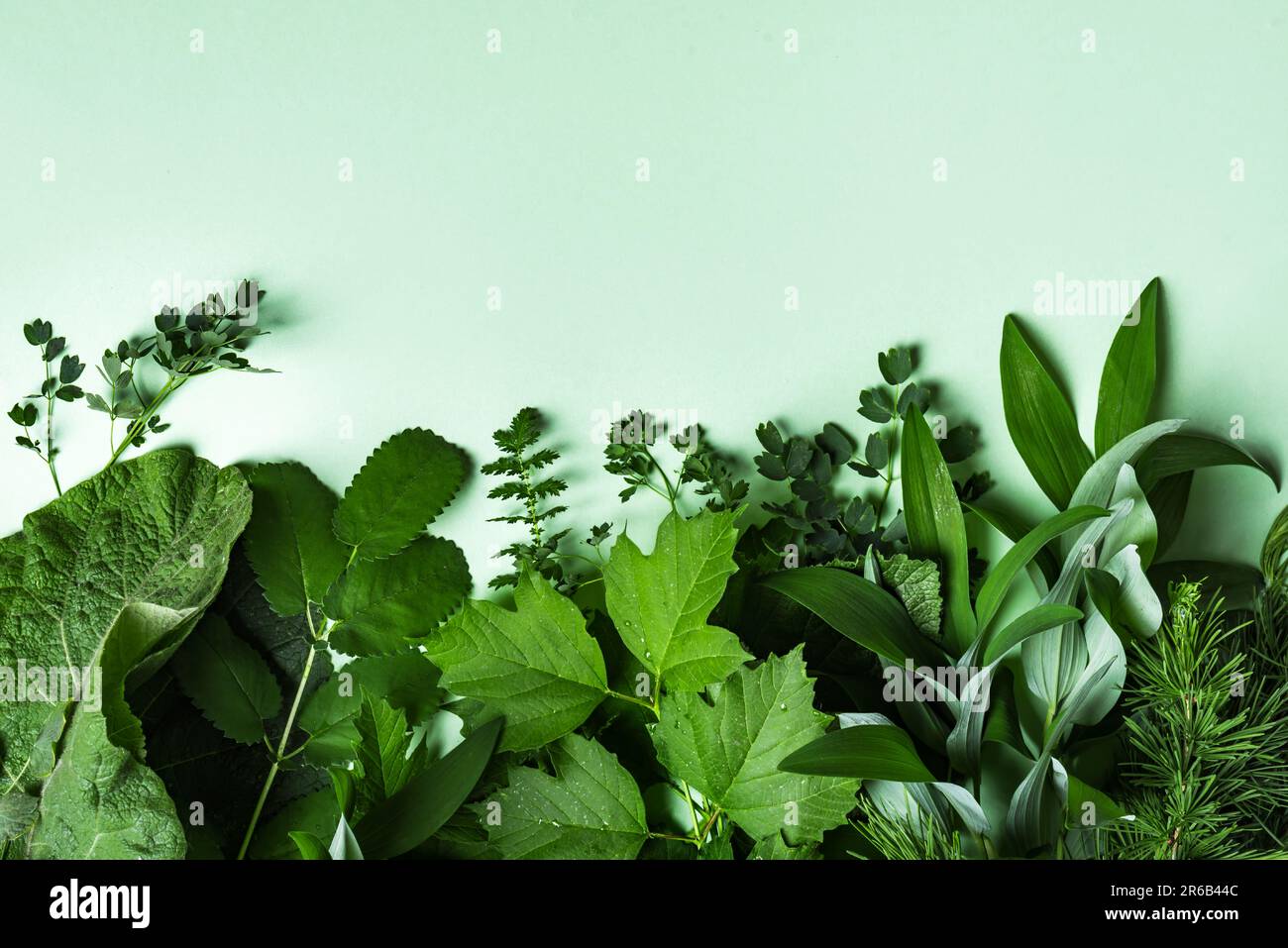 Foglie verdi su sfondo verde, spazio copia, banner. Struttura di piante selvatiche della foresta. Foto Stock