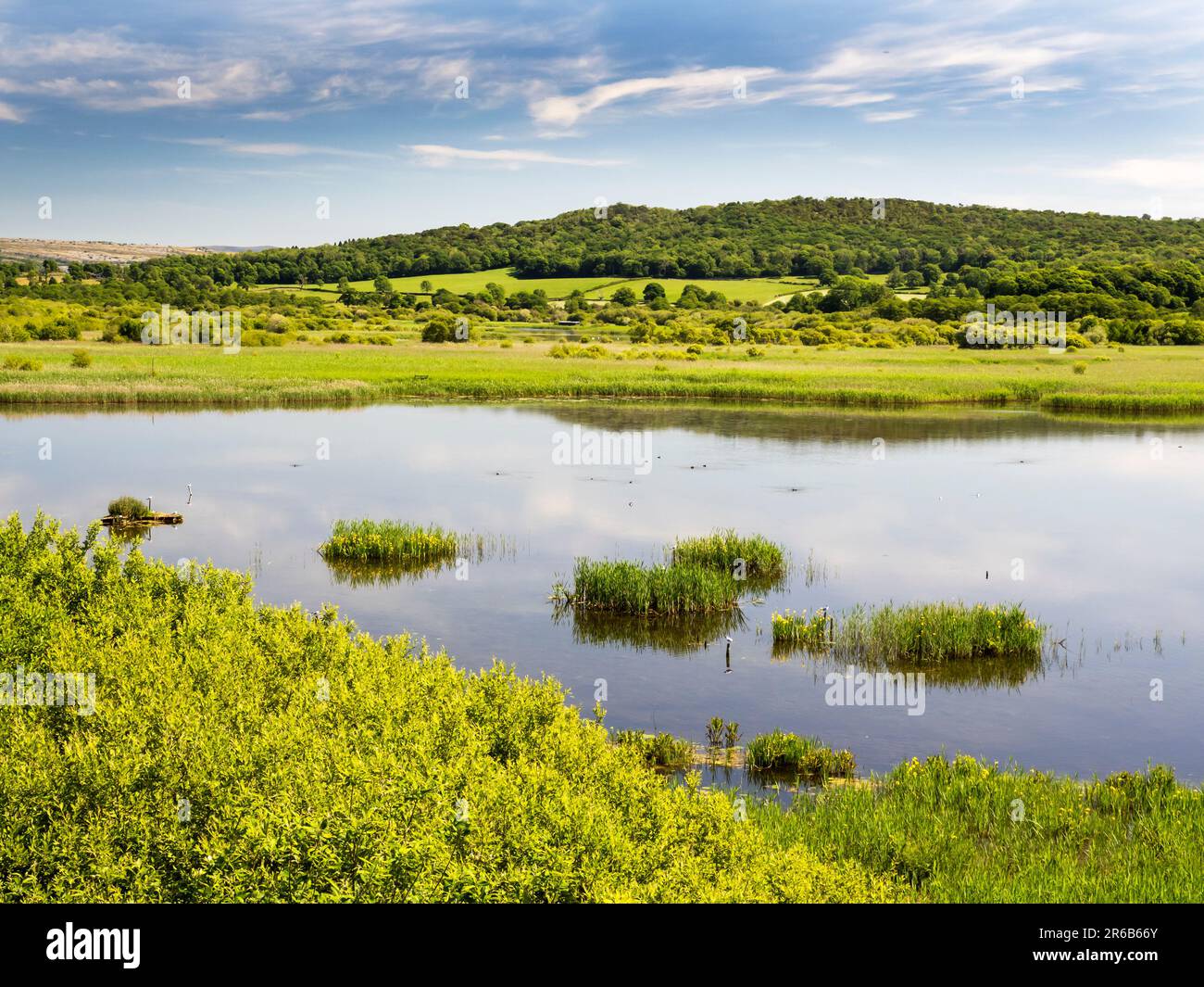 Riserva Leighton Moss RSPB nei pressi di Silverdale, Lancashire, Regno Unito. Foto Stock